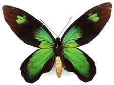 ORNITHOPTERA VICTORIAE