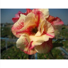 5 semi di Adenium obesum "Luang lai" Rosa del Deserto "semi freschi" +OMAGGIO