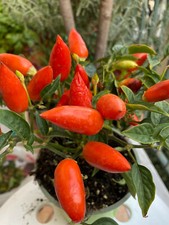 Semi di peperoncini piccanti conici, piante nane, anche ornamentali