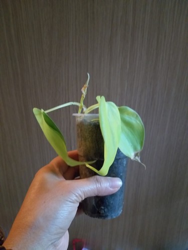 Rara pianta philodendron lemon - philodendron,