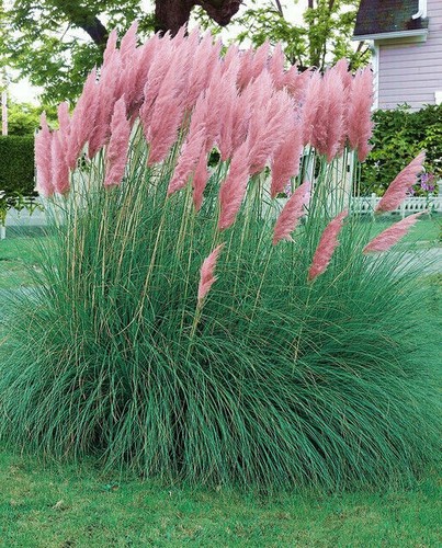 Cortaderia selloana rosa - selloana,