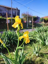 5 Rizomi Iris Germanica Colore