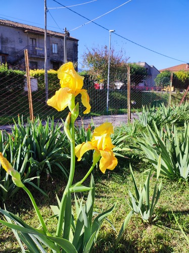 Rizomi iris germanica colore - rizomi,