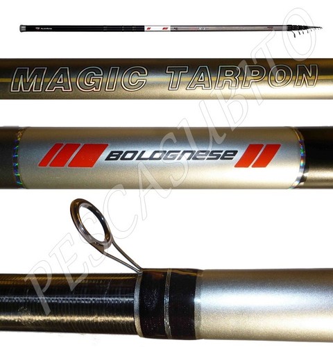 Canna magic bolognese mt - magic, 6