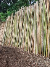 Canne di Bamboo usi vari da 300 - Bambù circa 1500 Canne