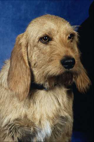 771051 basset fauve - basset,