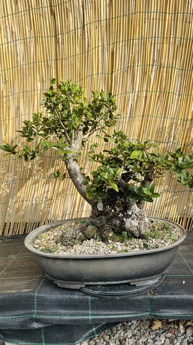 Phillirea yamadori bonsai - phillirea,