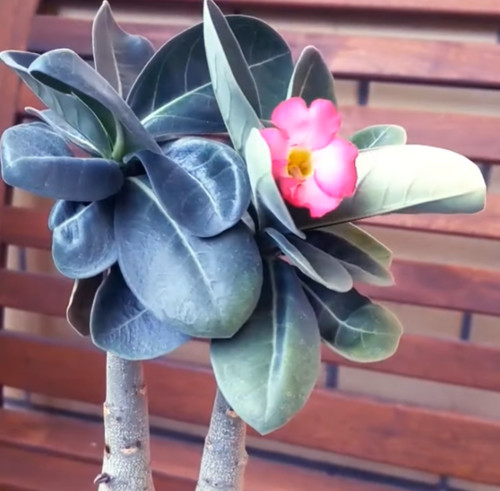 Adenium arabicum - , cv