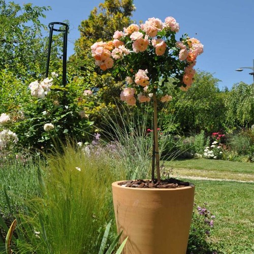 Pianta rosa peach drift - pianta,