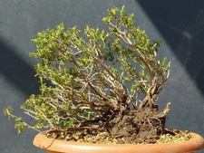 Bonsai di Timo