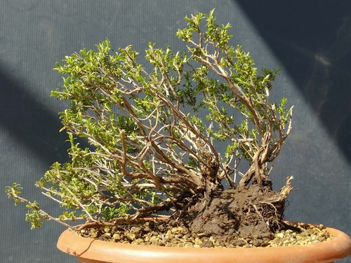 Bonsai timo - bonsai, di