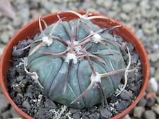 Echinocactus horizonthalonius