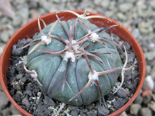 Echinocactus horizonthalonius