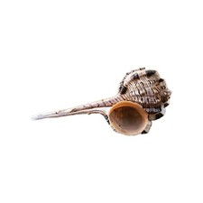 Murice Becco di Beccaccia 12cm Perfetto Arredo Murex Decorazione Arredo