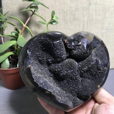 140mm Tartaruga naturale dorso