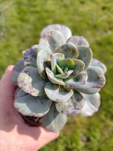 Echeveria nubia big - echeveria, "nubia"