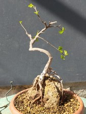 Bonsai Ficus 30x14cm