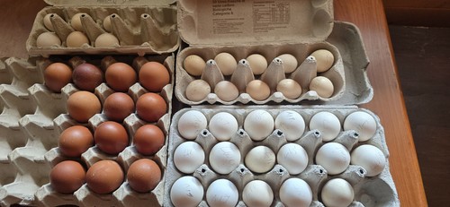Uova feconde fertili razza - uova, feconde,fertili