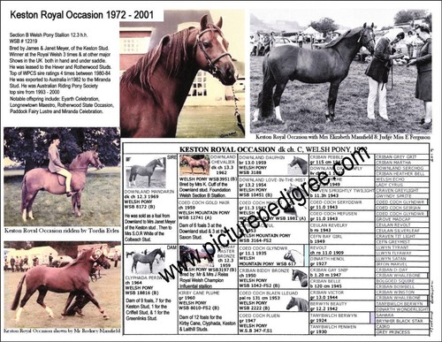 Foto pedigree gallese campione