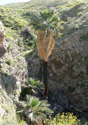 Semi palma washingtonia - 35,