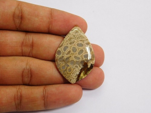 100 naturale fossil corallo - 100%,