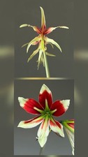 Hippeastrum C1810-3 x
