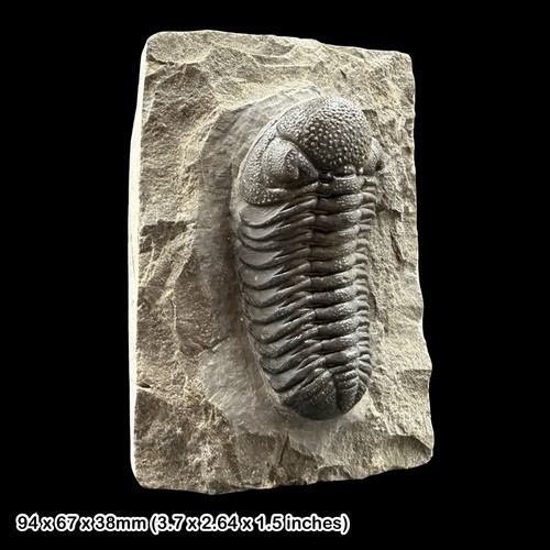 Phacops trilobite fossil - phacops,