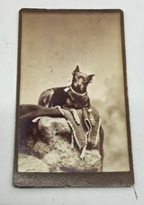 ANTICO cdv Carte de Visite