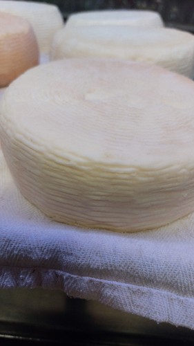 Formaggio fresco primo - , sale