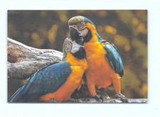 1 cartolina postale pettora