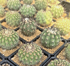 random-！ 1 plant --There is