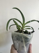 Vanda Hsinying Starry (