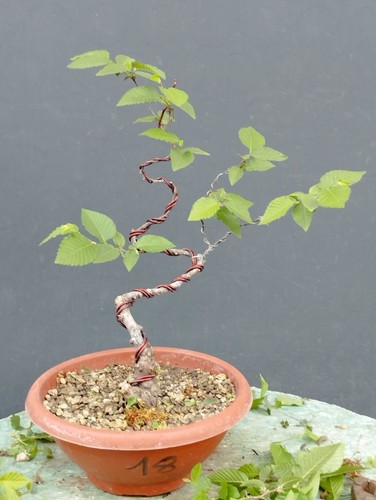 Bonsai olmo campestre 37x10cm - bonsai,