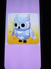 Gufo delle nevi adottami