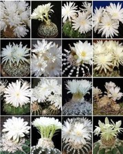 Discocactus variety MIX cactus