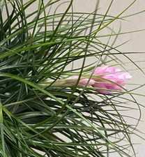 Tillandsia stricta | Air plant | Strict tillandsia - Luftpflanze | Strikte Tilla