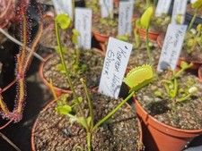 Dionaea muscipula 'Korean