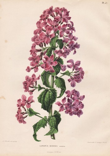 Lunaria biennis foglia - lunaria,