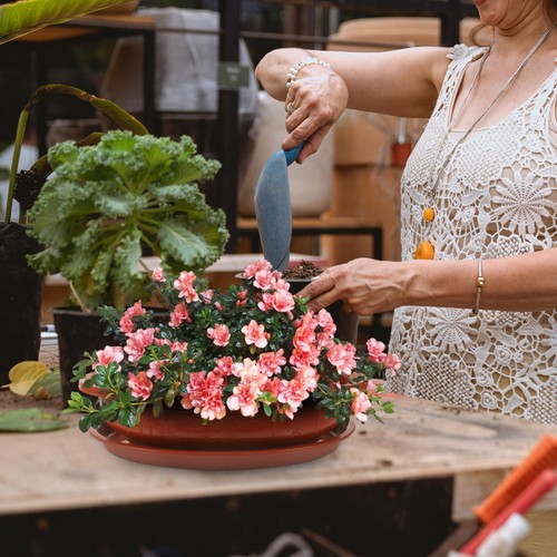 1set vaso per fiori bonsai - 1set,