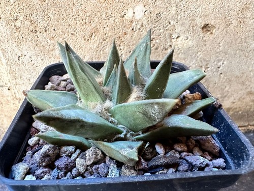 Ariocarpus retusus own - ariocarpus,
