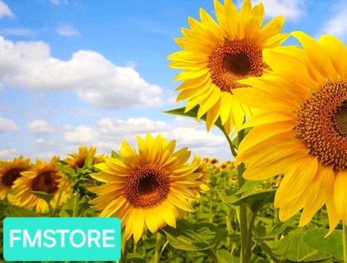 Girasole gigante sunflower - girasole,