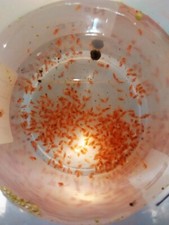 80ml - STARTER inoculo DAPHNIA PULEX - pulce d'acqua - dafnia