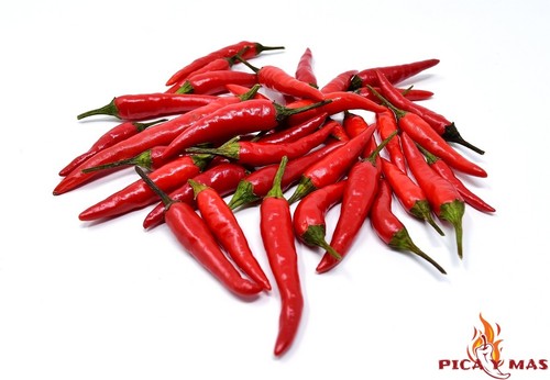 Semi thailandese drago - thailandese,