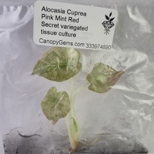 Alocasia Cuprea Pink Mint Red