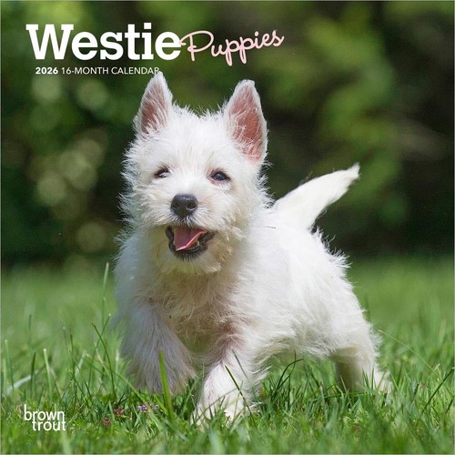West highland white - west, terrier