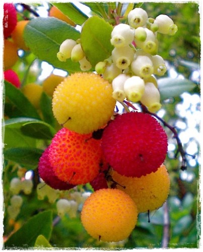 Pianta corbezzolo arbutus - di,