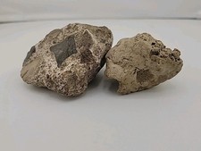 Completo guscio tartaruga e