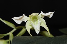 Dendrobium forbesii var. praestans 01 bocciolo/bocciolato