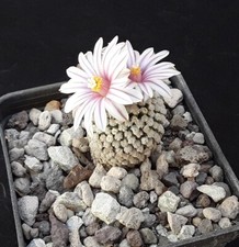 Turbinicarpus valdezianus old