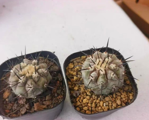 Vendita pianta rara - vendita,